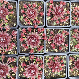 Молодило Хамелеон - Долина роз фото 5