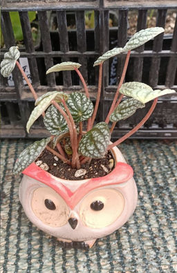 Пеперомия Бурбелла в керамическом кашпо Сова