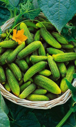 Огурец ЭВИТА F1 Длительный период плодоношения! Устойчив к болезням! Раннеспелый!