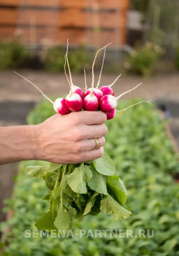 Редис Политез - Партнер фото 5