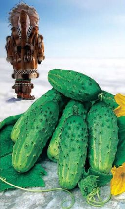 Огурец ЭСКИМОС F1  Безумно урожайный! Супер холодостойкий! Малолиственный! Засолочный! Для Северных регионов!