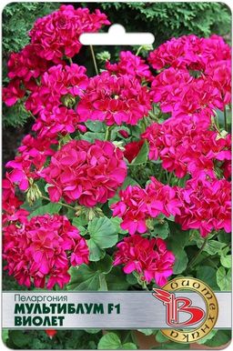 Пеларгония Мультиблум F1 Виолет