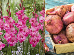 Гладиолус Хуго 5шт - Долина роз фото 2