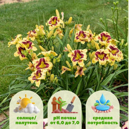 Лилейник Эль Десперадо