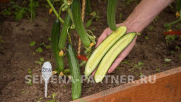 Огурец партенокарпический Солтис - Партнер фото 3