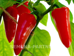 Перец сладкий Никки - Партнер фото 8