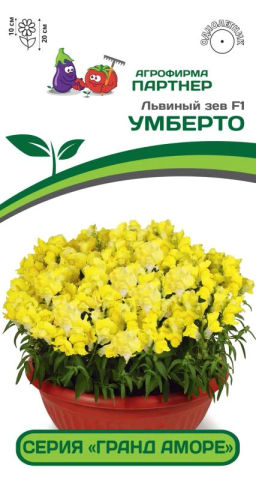 Львиный Зев низкорослый крупноцветковый Гранд Аморе Умберто - Партнер фото 2