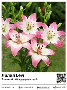 Лилия Levi (Азиатский гибрид, двухцветный)