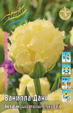 Тюльпан Ванилла Данс 11/12 5шт (Колорлайн)