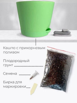 Набор для выращивания растений "Магия Цветов", "Сосна пушистая"