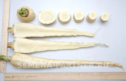 Пастернак Лучший из всех - Партнер фото 4