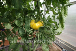 Томат Прелесть Роузы - Партнер фото 3