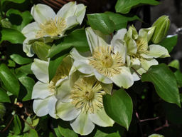 Клематис Guernsey Cream (Гуэрнси Крим)