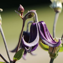 Клематис Фасцинейшн - Долина роз фото 3