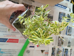 Очиток Миддендорфа Вариегата