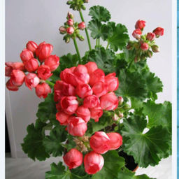 Пеларгония тюльпановидная Red Pandora, кашпо С2 - 1000корней фото 2