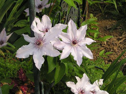 Клематис Snow Queen (Сноу Квин) - Долина роз фото 3