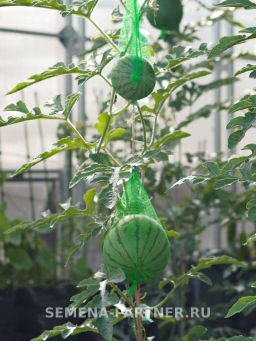 Арбуз Взрыв - Партнер фото 4