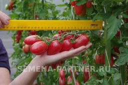 Томат Розовый Котя F1 - Партнер фото 2