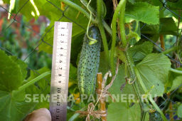 Огурец партенокарпический Эколь - Партнер фото 3