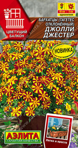 Бархатцы Джолли Джестер отклоненные --- Одн Цветущий балкон