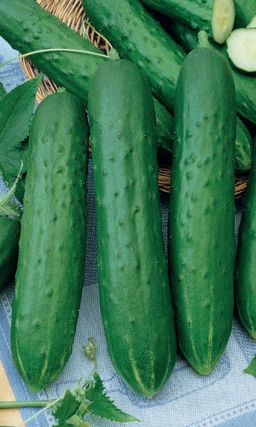Огурец КОСТИК F1 Самый вкусный для салатов!