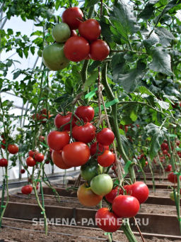 Томат Наша Маша F1 - Партнер фото 7