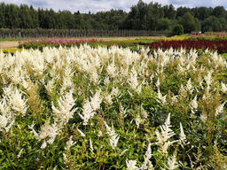 Астильба Арендса Диамант 1 год ЗКС тара 0,5л высота 5-15см. - Наша дача фото 2