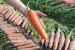 Морковь Дарина - Партнер фото 7