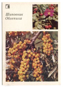 Открытка Шиповник.Облепиха