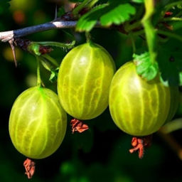 Крыжовник Малахит