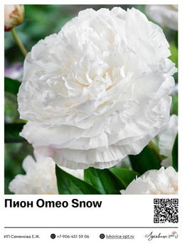 Пион Omeo Snow