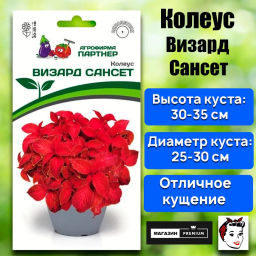 Колеус шлемниковидный Визард Сансет - Партнер фото 2