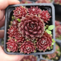 Молодило Хамелеон - Долина роз фото 2