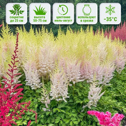 Астильба Милк энд Хоней