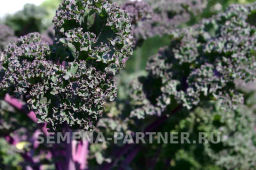 Капуста листовая кудрявая Скарлет - Партнер фото 2