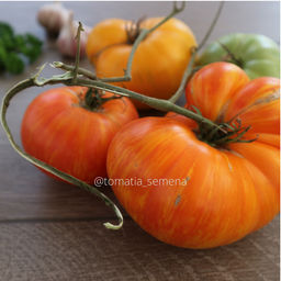 План 9 из открытого космоса