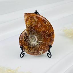 Аммонит на подставке