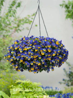 Виола ампельная Кул Вэйв Морфо - Партнер фото 5