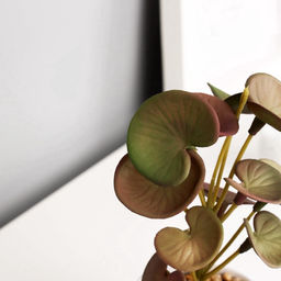 Искусственный цветок в горшке Пеперомия люкс (мягкий лист), 13?6 см, МИКС