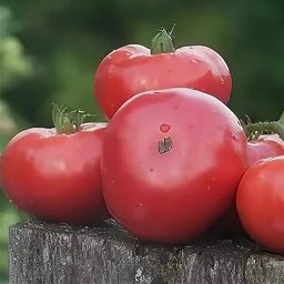 7149T Томат Розовый изюмный 10шт
