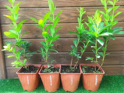 Азалия крупноцветковая Homebush (Хоумбуш) - Долина роз фото 2