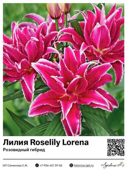 Лилия Roselily Lorena (Розовидный гибрид)