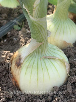 Лук репчатый Универсо - Партнер фото 4