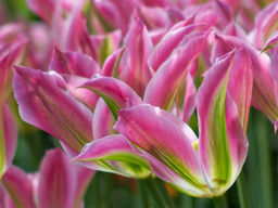 Тюльпан Virichic (Виричик) - Долина роз фото 2