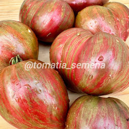 Гном Фиолетовый Рейн НОВИНКА 2025 года!