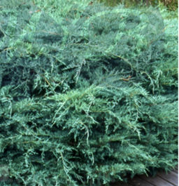 Можжевельник виргинский Хетц С3