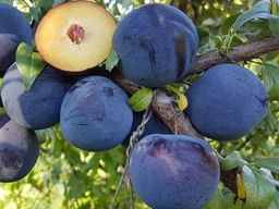 Слива Анжелина - Долина роз фото 2