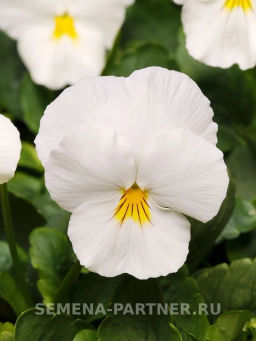 Виола ампельная Кул Вэйв Уайт - Партнер фото 2