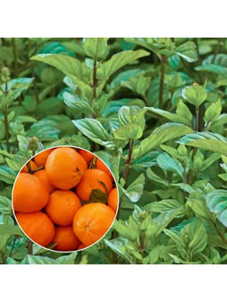 Мята Мандариновая С1,5